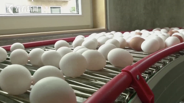 视频｜禽流感叠加通胀 英国消费者年底遭遇“鸡蛋荒”-禽流感的症状与治疗方案