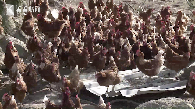 视频｜禽流感叠加通胀 英国消费者年底遭遇“鸡蛋荒”-禽流感的症状与治疗方案