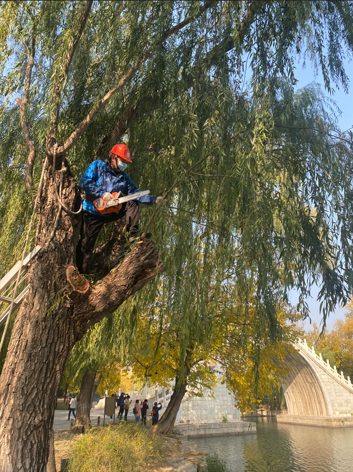 杜劲松修剪树枝。颐和园供图