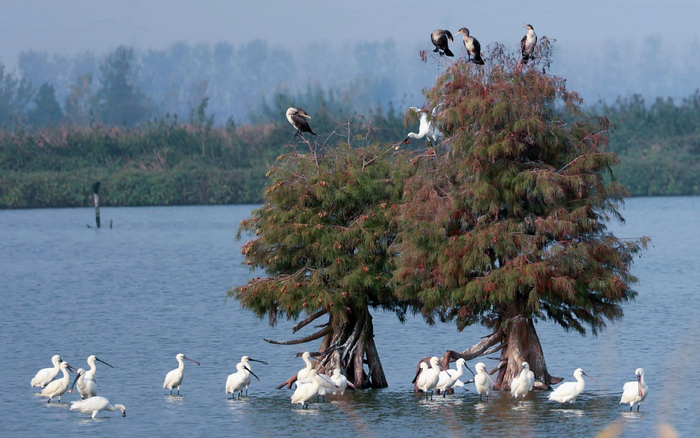 白琵鹭、野鸬鹚同栖一树，共享美好生态。史道智 摄