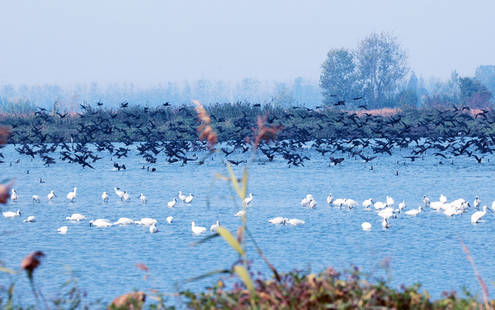 成千上万只黑脸琵鹭、白脸琵鹭、普通鸬鹚飞临湿地。史道智 摄