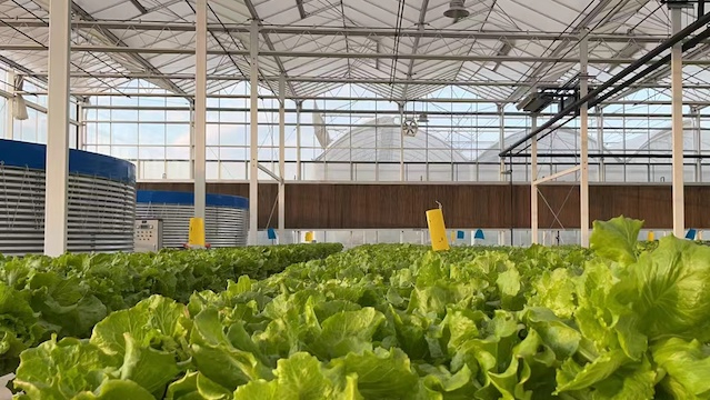 图为“鱼菜共生”项目。邹臻杰/摄