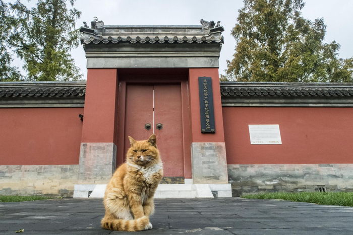 网红故宫猫白点儿生前准确预测了2018年世界杯多场比赛。  资料