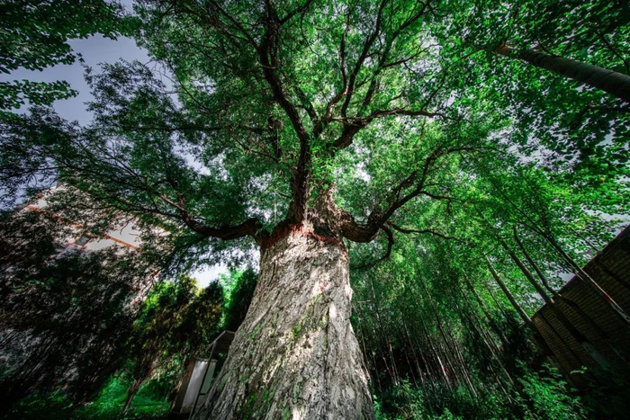 左公柳（图源/图虫创意）