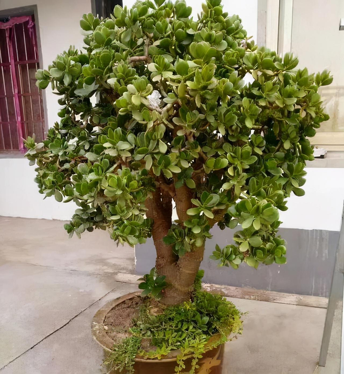 玉树喜阴还是喜阳?很多人弄错了,难怪不开花|太阳|盆景|养护|植株|富贵_新浪新闻