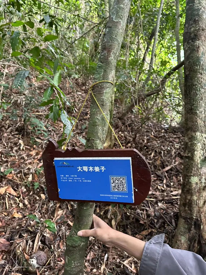 海南长臂猿最爱吃的果类之一