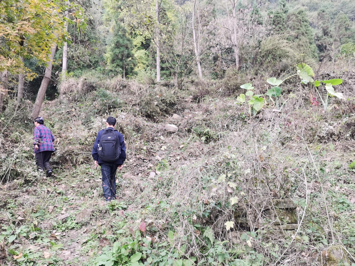 　　2022年11月10日，汪祥慧带着儿子来到已成荒山的安榜寨。本文图片除特别标注外，均为澎湃新闻记者 朱远祥 图