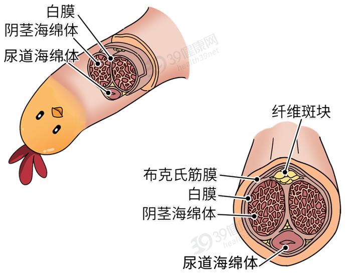 小丁丁名字图片