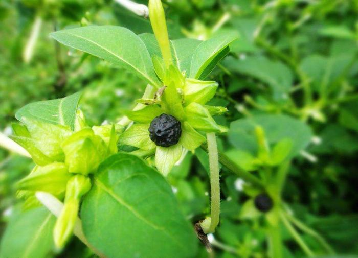 胭脂花果实图片