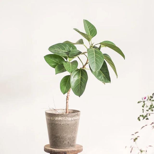 特别美丽的8个榕树品种,养在花盆里,长成小森林