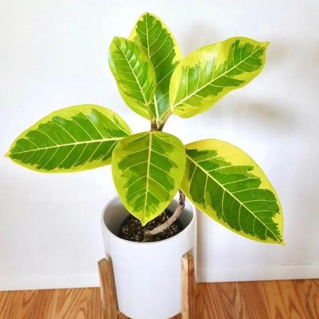 特别美丽的8个榕树品种,养在花盆里,长成小森林
