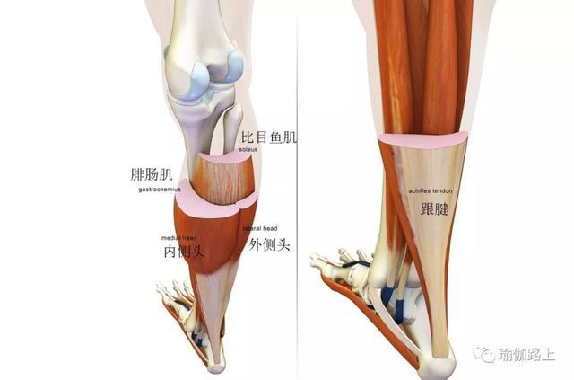 腓肠肌位置图图片