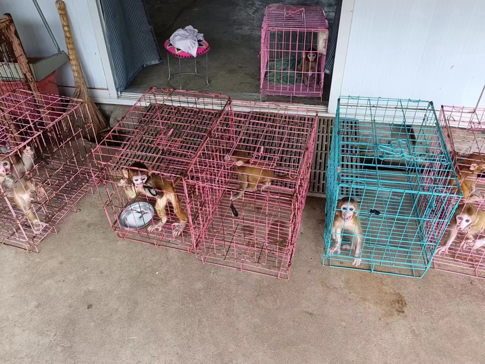 涉案猕猴养殖场养殖的猕猴。