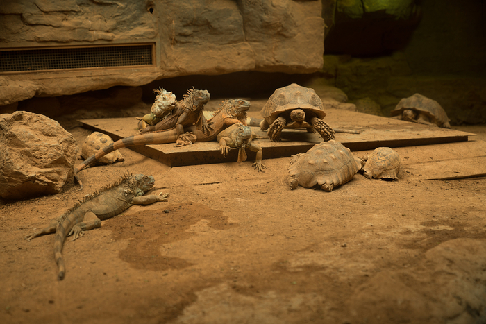 赵谦，《蜥蜴与乌龟》，2020年。艺术微喷，120cm x 160cm。图片由艺术家提供。