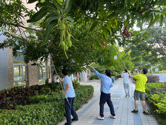 2022年5月，青年员工在采摘芒果。（受访对象供图）