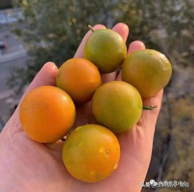 金桔品种你了解多少？中国产地有哪些？（一文全告诉你）|金桔|遂川|浏阳|金柑|柑橘_新浪新闻