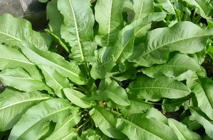 农村河边常见植物酸模，人称土大黄，野菠菜，金不换，有4大作用