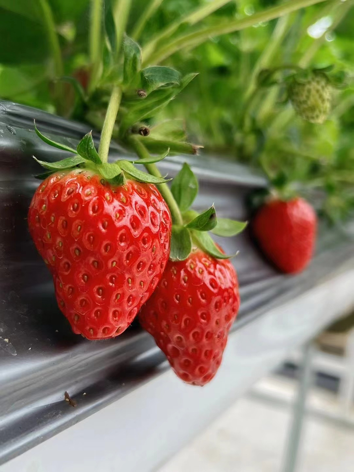 京郊草莓。北京市农业技术推广站供图