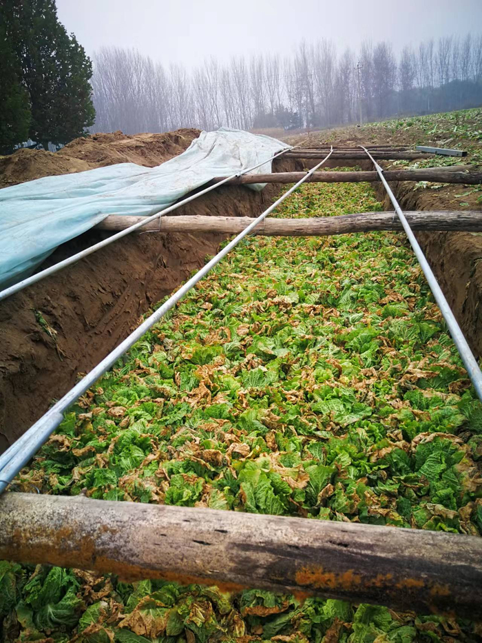 贮存成熟度低的大白菜。北京市农业技术推广站供图