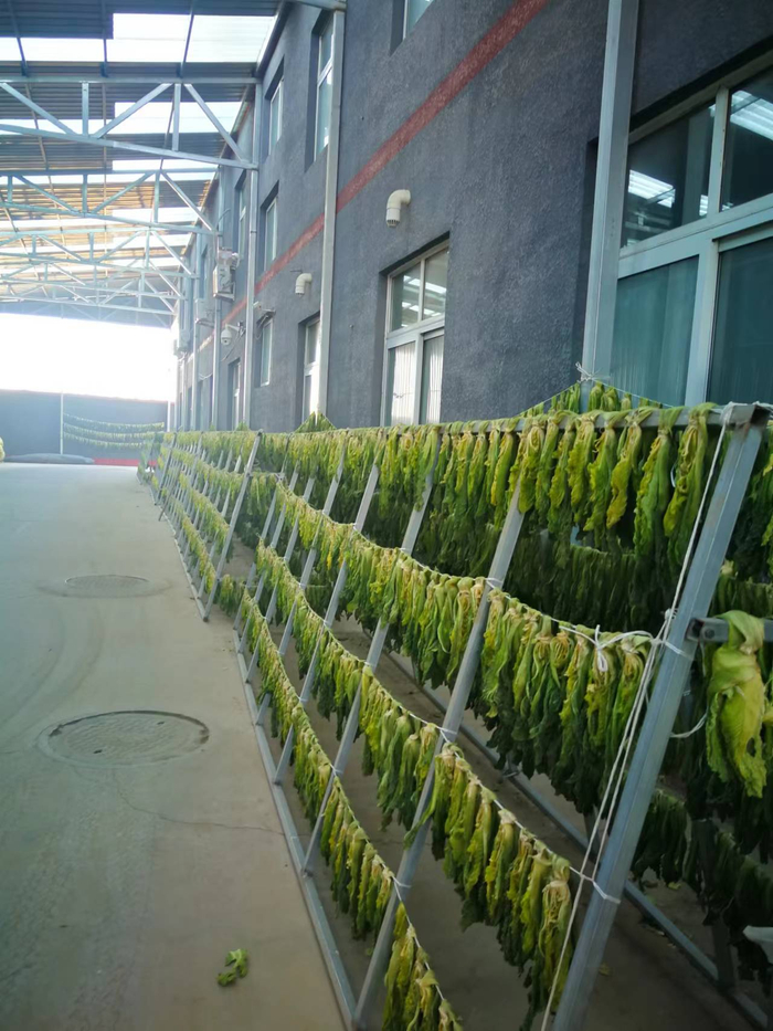 成熟度极低的娃娃菜被晾晒成干菜。北京市农业技术推广站供图