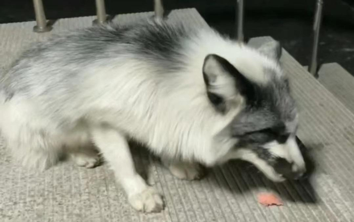 进入营区的小狐狸。视频截图