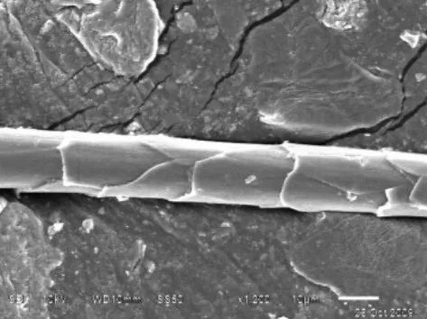 山羊绒扫描电镜图
