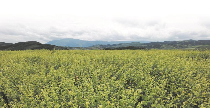  产茶大省四川一直是中国四大古老茶区之一