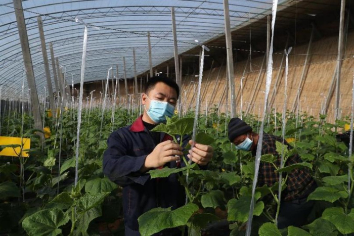 兴农鼎力合作社总经理陈国龙正为黄瓜秧打叉掐尖。李在滨 摄