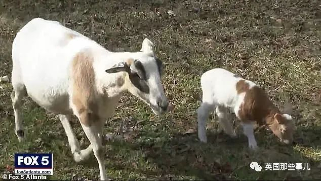 牧羊犬大战郊狼!狗狗为保护羊群杀死8只狼,受伤消失2天后回家!