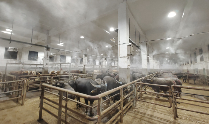 近年来，余姚市创建熟牛肉加工小作坊园区，打通余姚市生熟牛肉从养殖场、屠宰场到菜市场全过程。吴大庆 摄