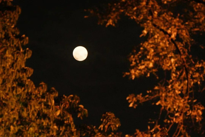 摄影：树上的地瓜