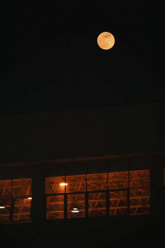 摄影：树上的地瓜