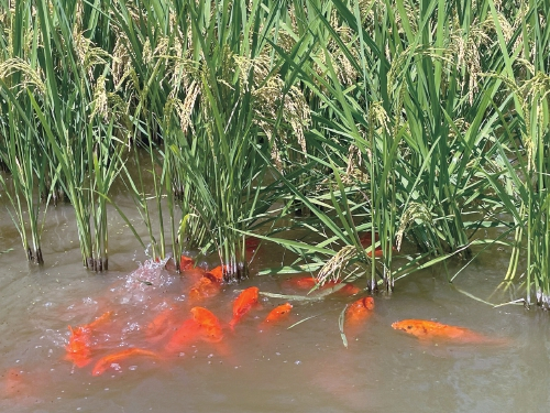 　　浙江省青田县小舟山乡稻田养鱼示范场稻鱼共生示范田。　吴伟立　摄