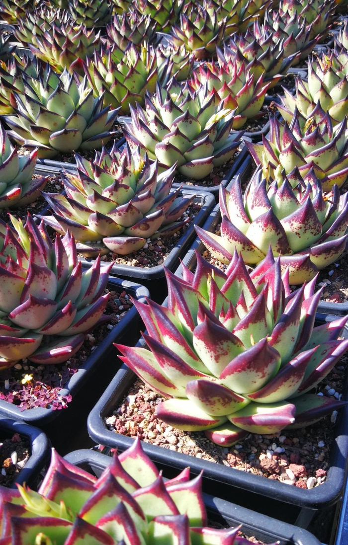 天价东云乌木,变成了白菜价,消费者都不傻,很少有人买了|乌木|白菜价