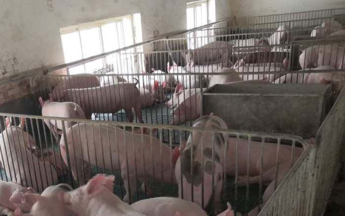 养猪场里的母猪。资料图