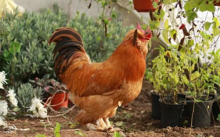 北京油鸡。图片来源：北京农业微信公号 