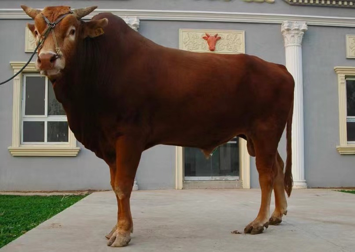 鲁西黄牛。资料图