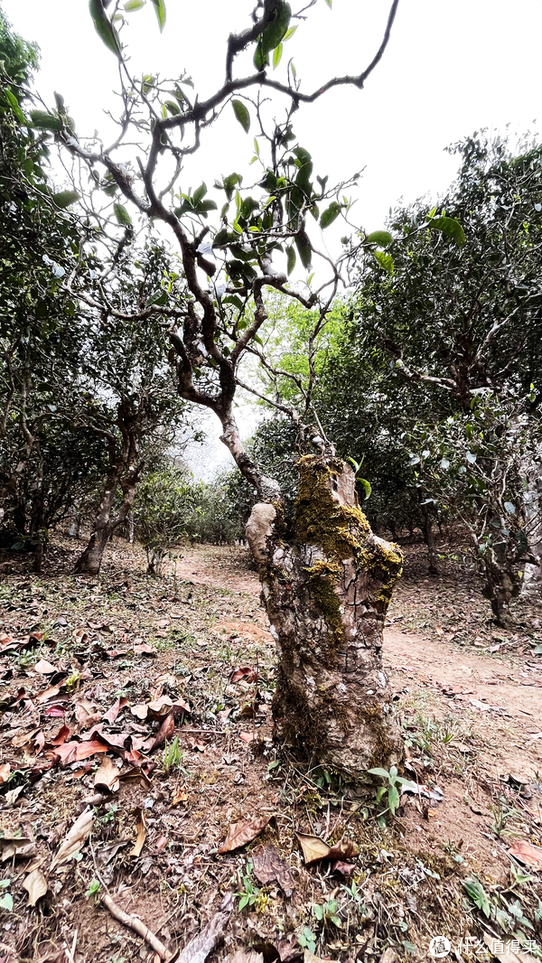 台刈后的古茶树还是古茶树吗?很多人花了古树茶的钱买了个“伪古树”的茶!来看看你中招了吗?
