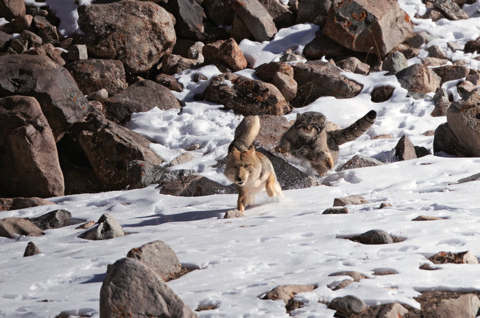 青海省都兰县沟里乡，狭路相逢的藏狐被兔狲追得落荒而逃。图源：梁海宏