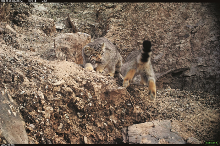 生活在多岩石和土坡环境中的兔狲。图源：甘肃祁连山国家级自然保护区、北京大学、猫盟