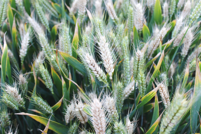 小麦赤霉病田间症状。
