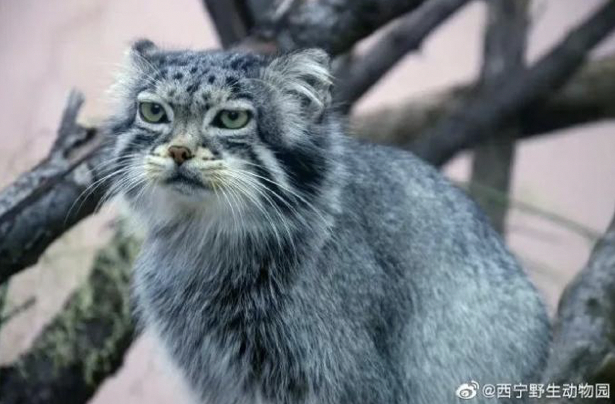 “狲思邈”。图源：西宁野生动物园官方微博