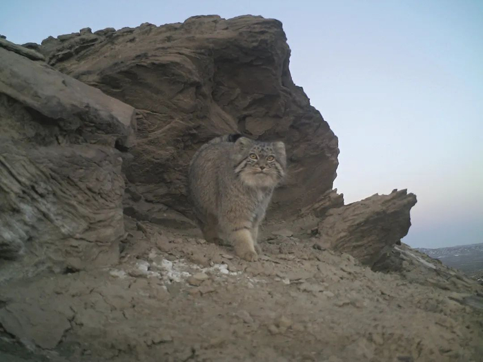 直面镜头的兔狲，圆圆胖胖的脑袋显得憨态可掬。图源：甘肃祁连山国家级自然保护区、北京大学、猫盟