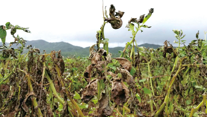 马铃薯晚疫病田间发病症状。