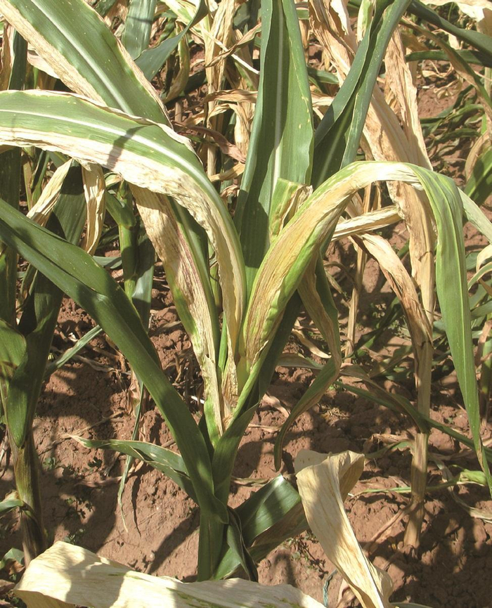 玉米致死性坏死病田间症状。
