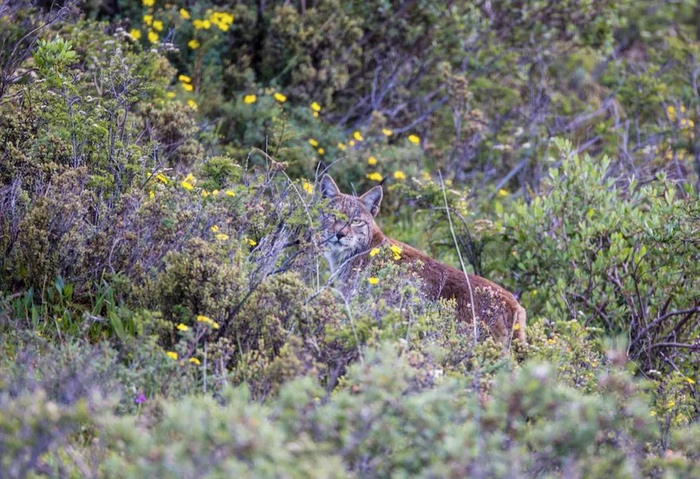 灌丛中的猞猁。图源：张承皓