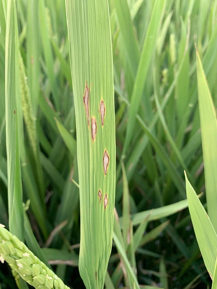 稻瘟病田间发病症状。