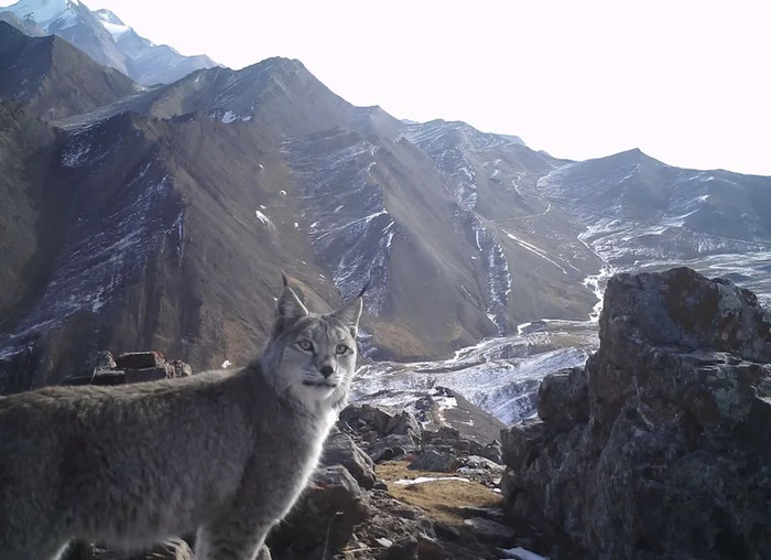 在红外相机镜头前回眸的猞猁，背景的高山峡谷更衬托出其王者的威严。图源：山水自然保护中心