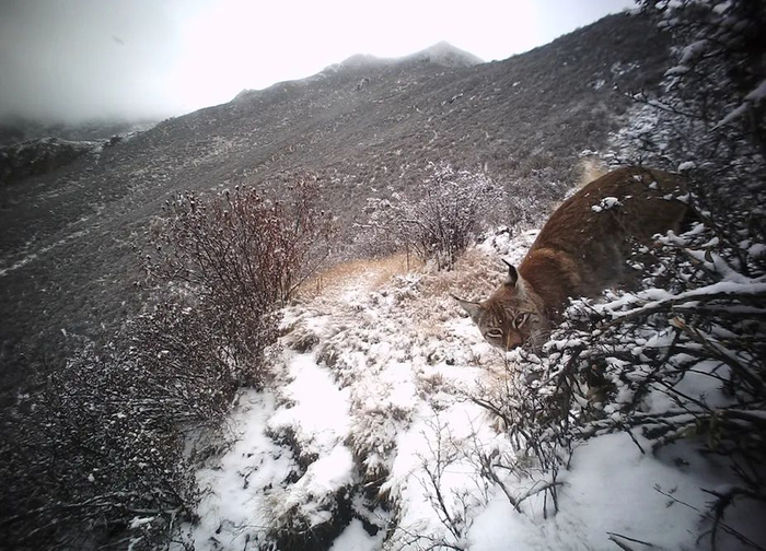 冰雪中从灌丛后探出头来的猞猁，看起来十分狡黠，颇有几分传说中的狡猾善变的气质。图源：山水自然保护中心