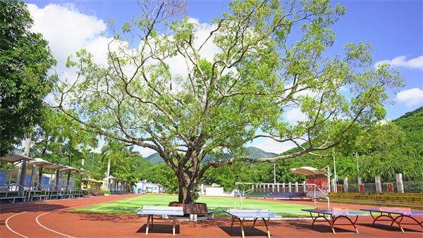 深圳白芒小学新校区里有古榕树一株，已有百年树龄。 记者乔凯摄